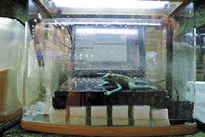 Хороший ноутбук работает даже в болоте