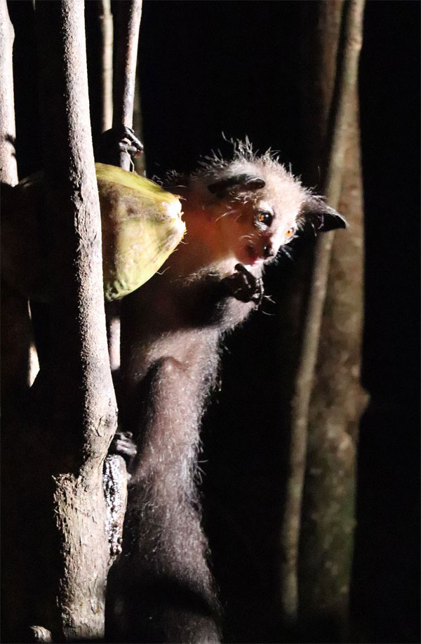 Впечатляет пушистый хвост 