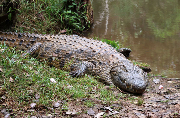 Крокодилы тут большие