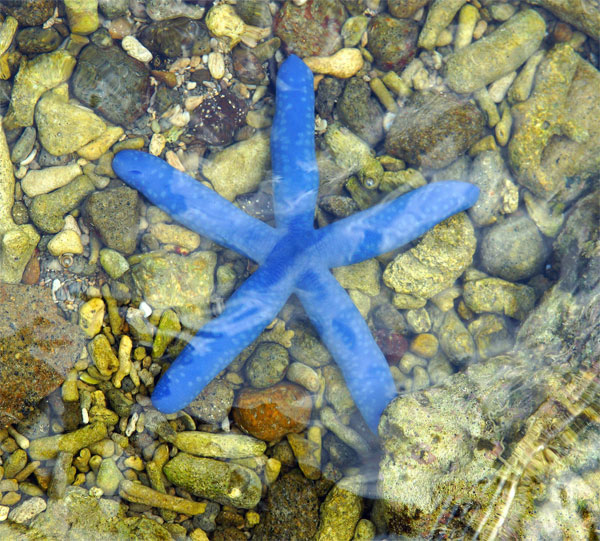 Морская звезда