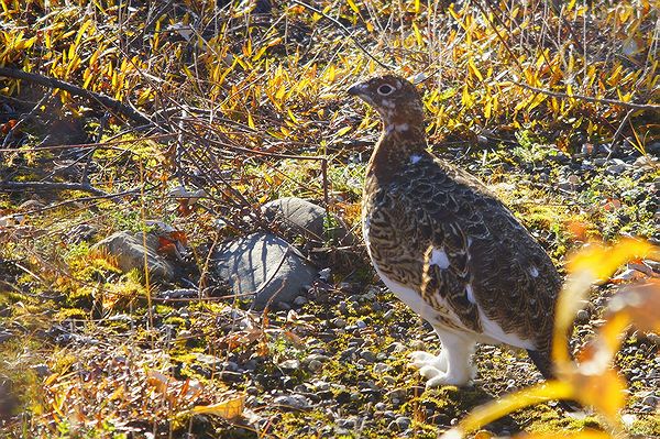 Местные куропатки