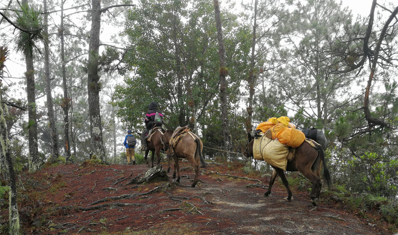 По горным джунглям