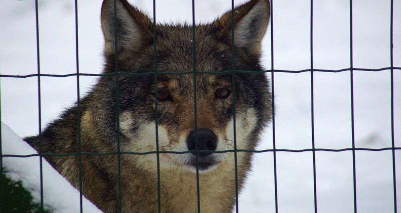 В Беризинском заповеднике. Беларусь