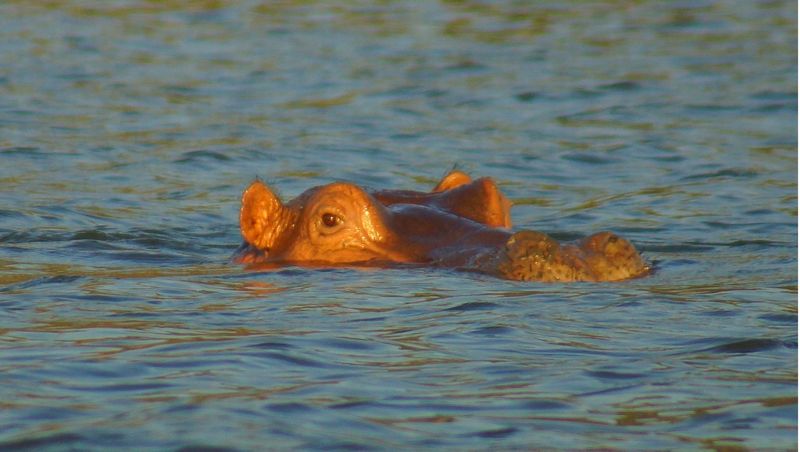 Бегемот на реке Шире