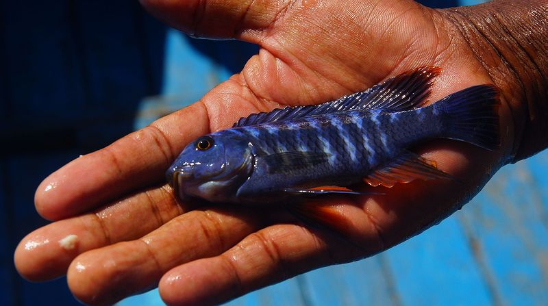 Рыбу можно ловить руками