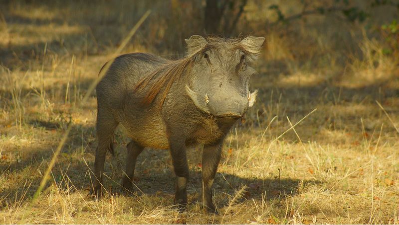 Бородавочник