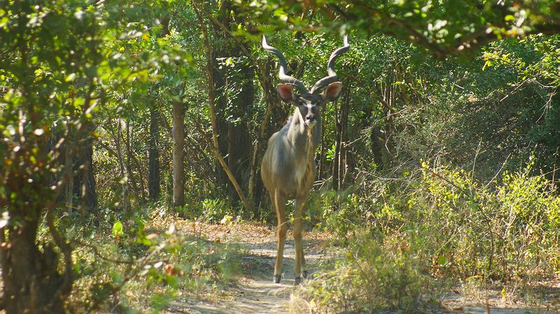 Антилопа Куду