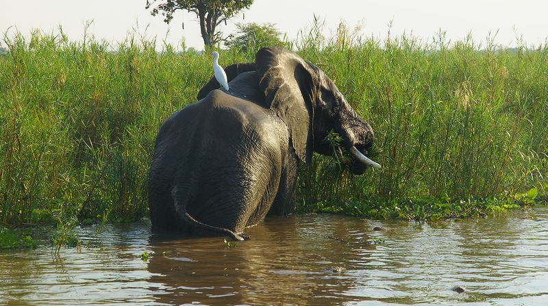 Цапля на спине слона