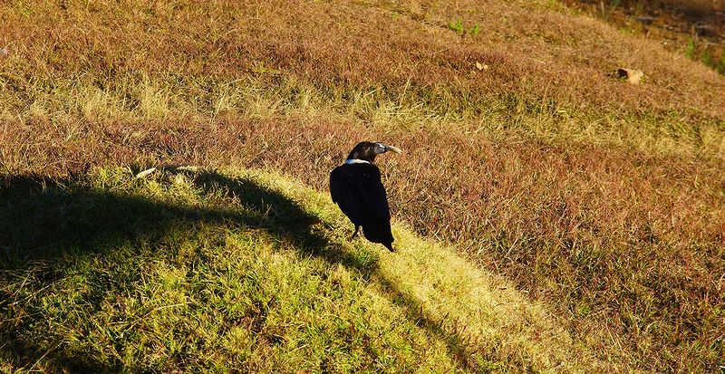 Белощекий ворон
