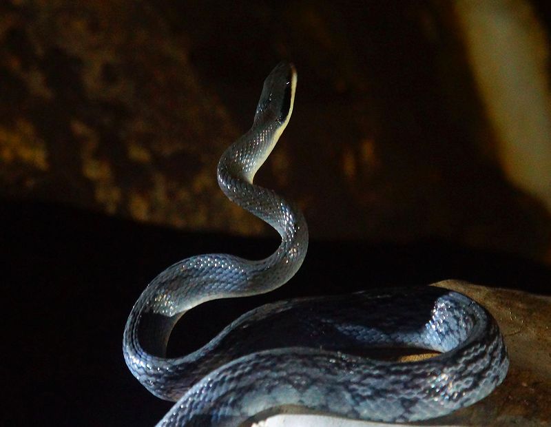 Змея красиво смотрится в свете фонаря