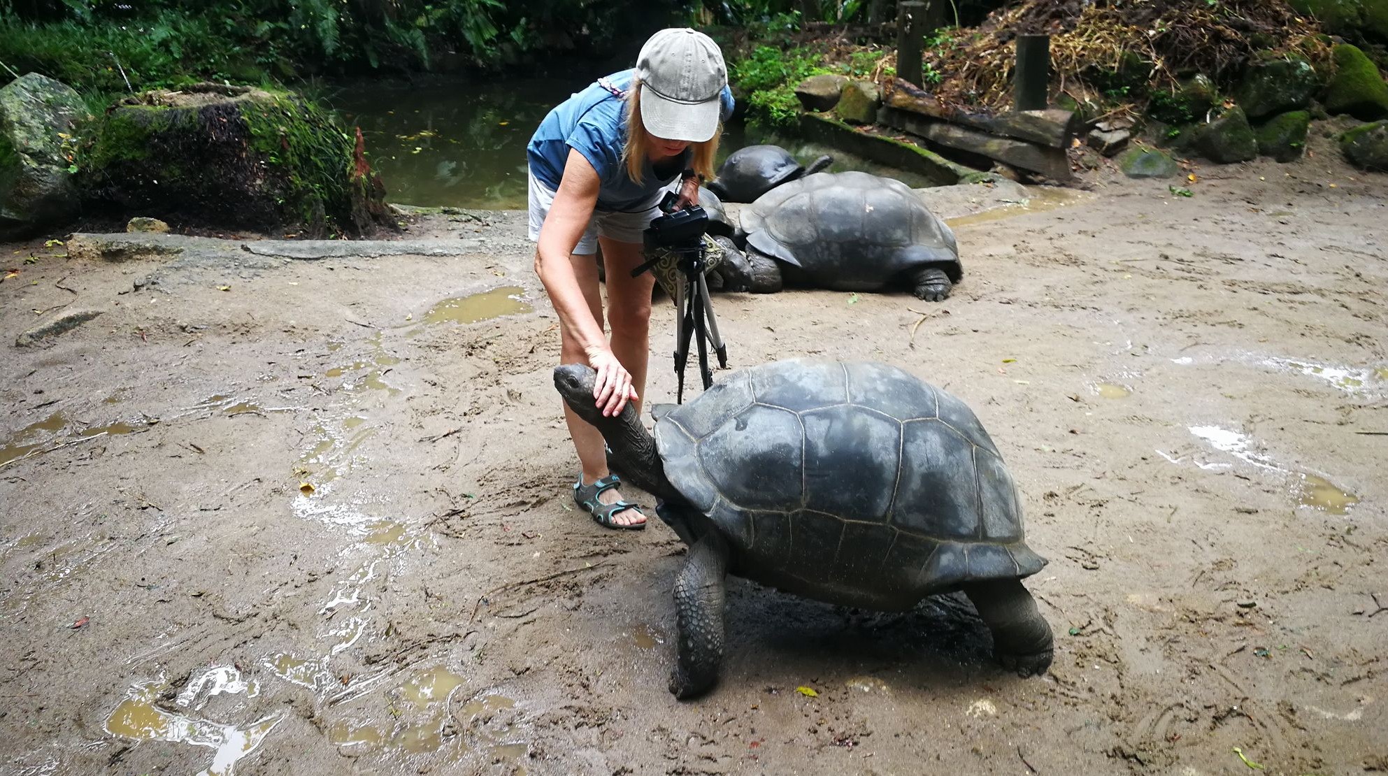 Ласковые черепахи