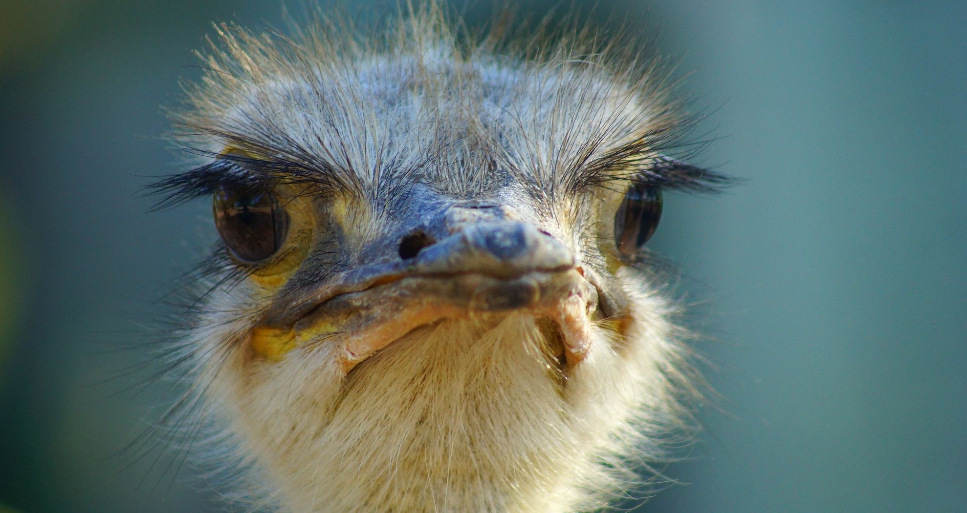 Этот страус неопасен — клюв не покраснел