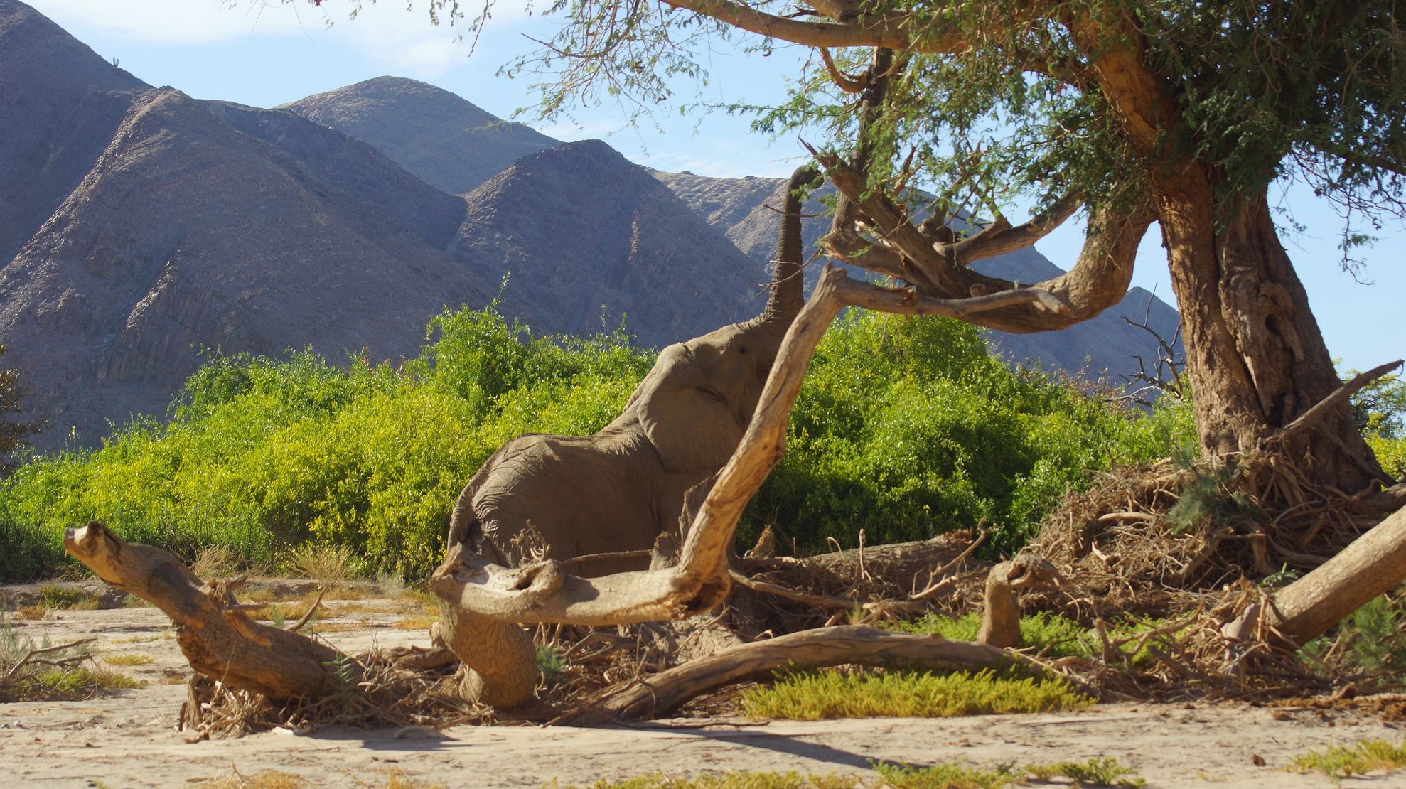 Без длинного хобота еду не достанешь