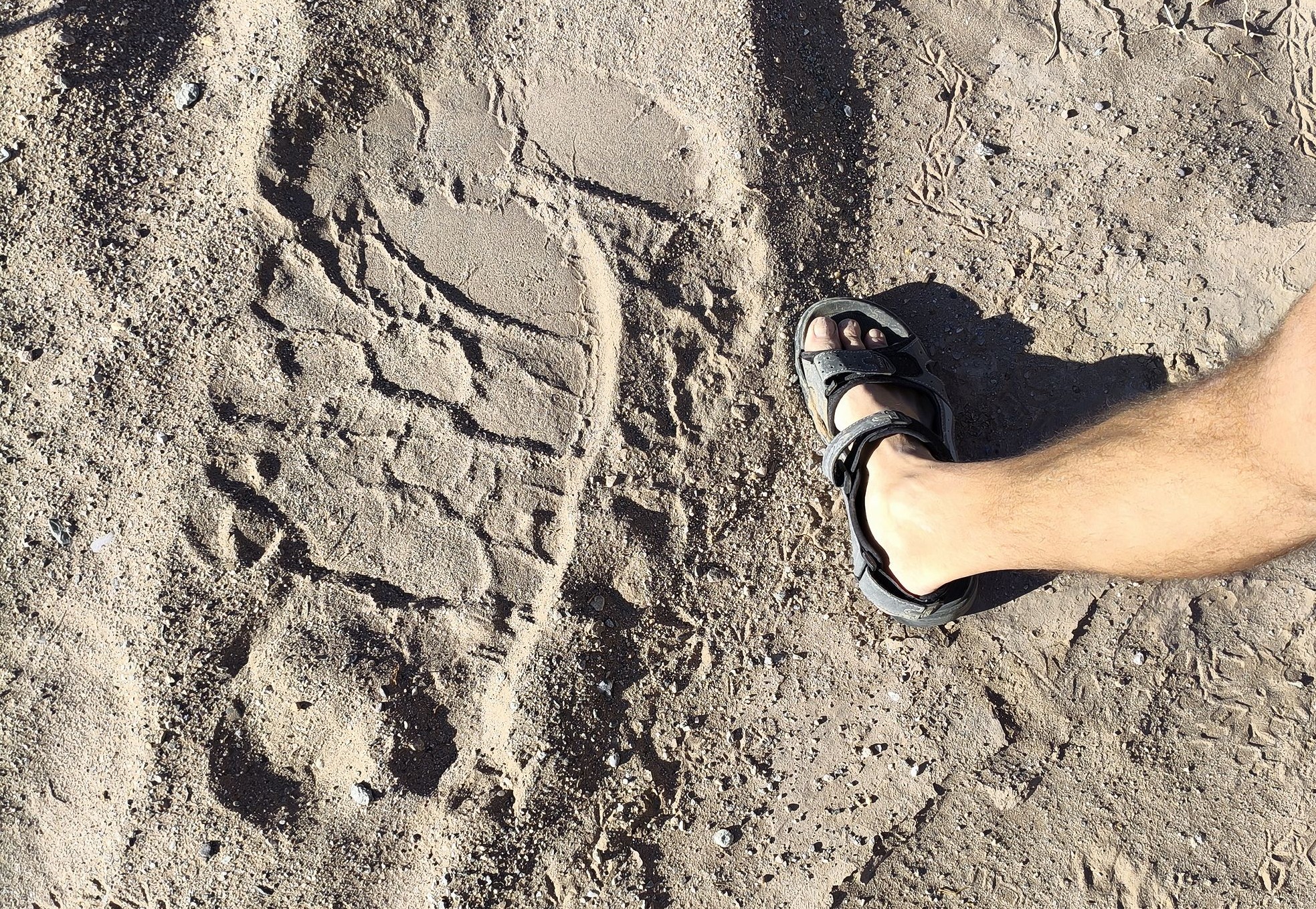 След пустынного слона След пустынного слона