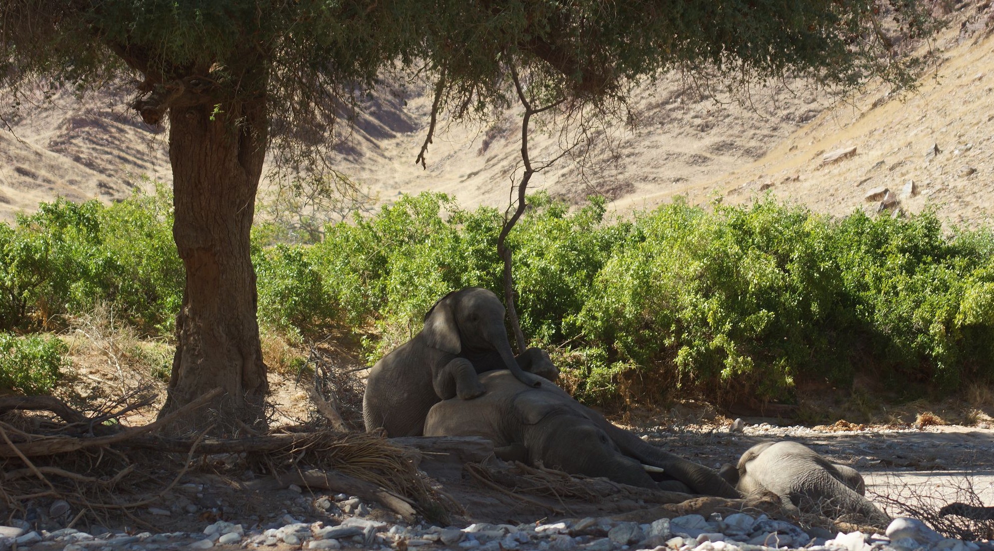 Тихий час у слонят Тихий час у слонят