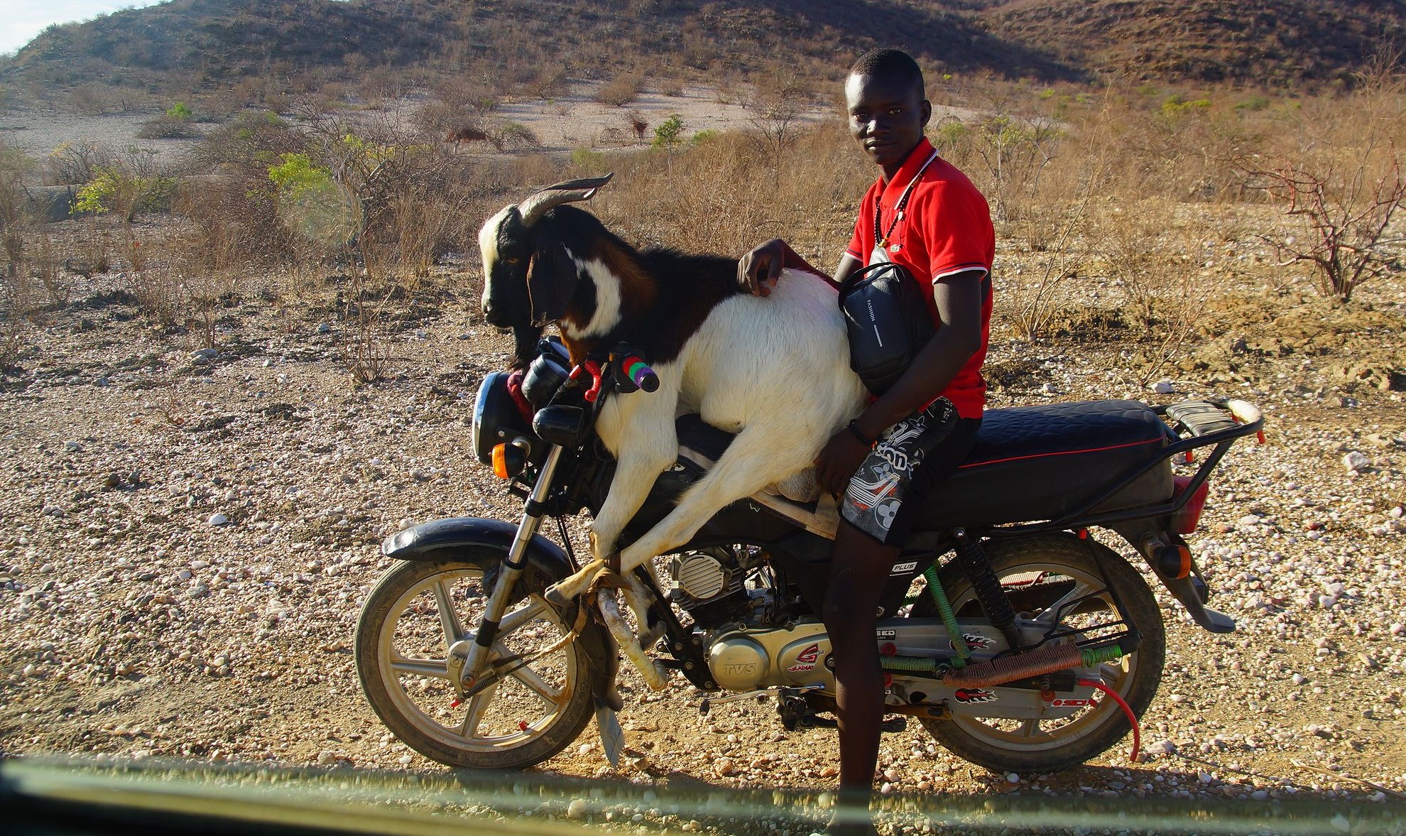 Местный байкер с козой