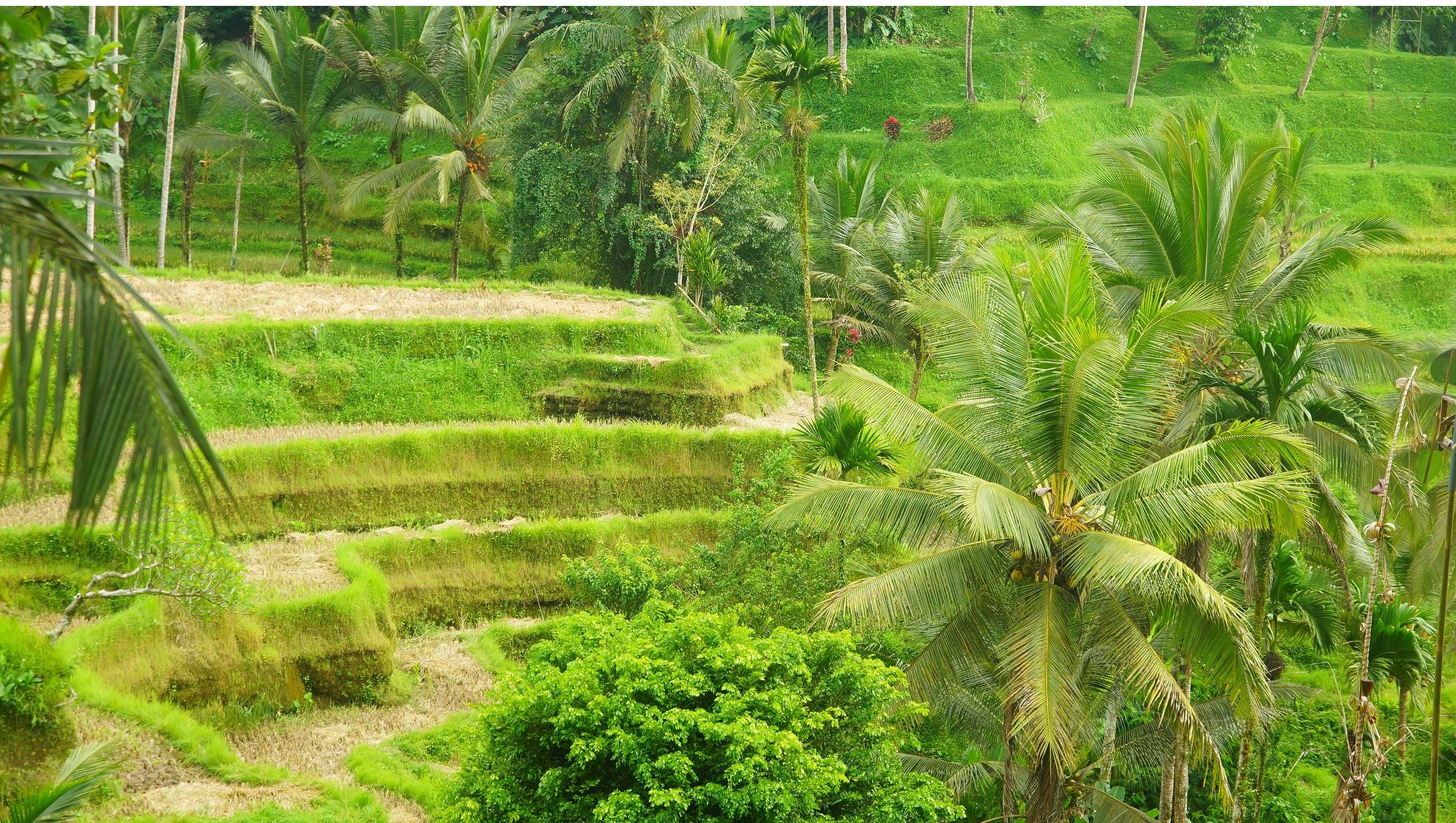 Рисовые террасы