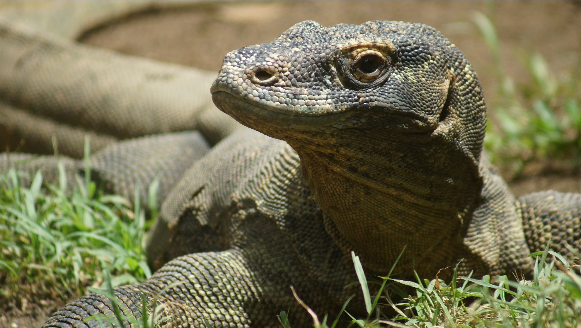 Комодский варан