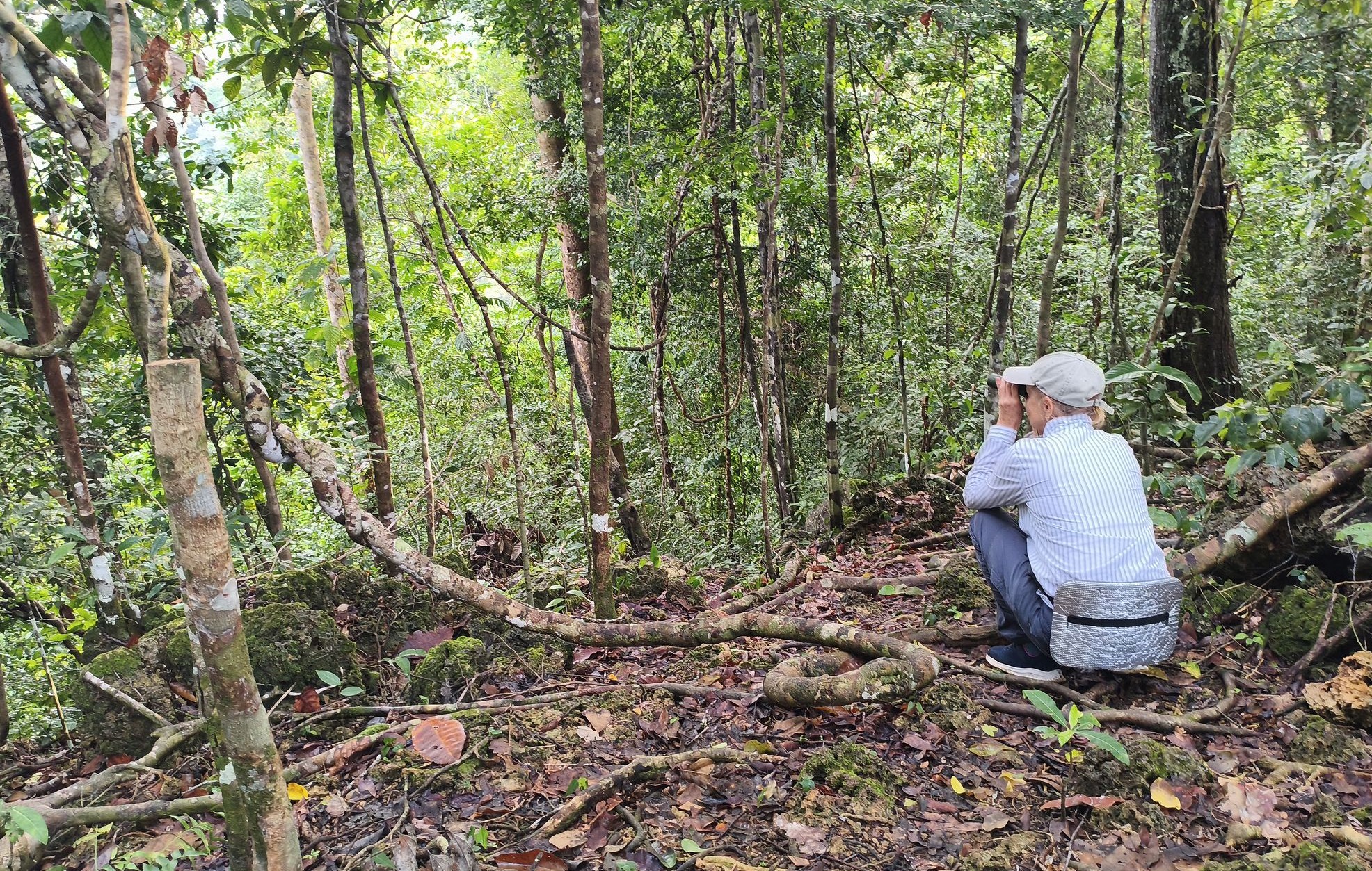 Ищем птиц в джунглях Ищем птиц в джунглях