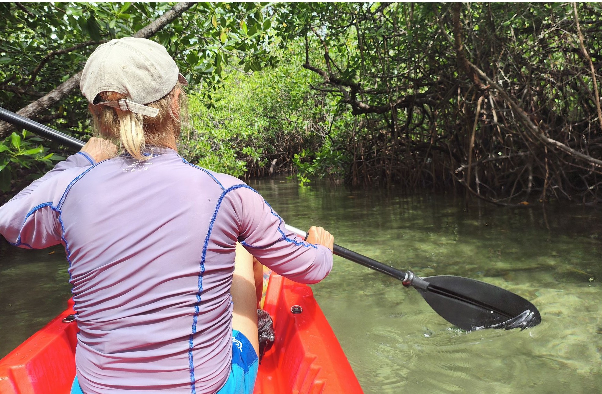 По лабиринтам мангрового леса