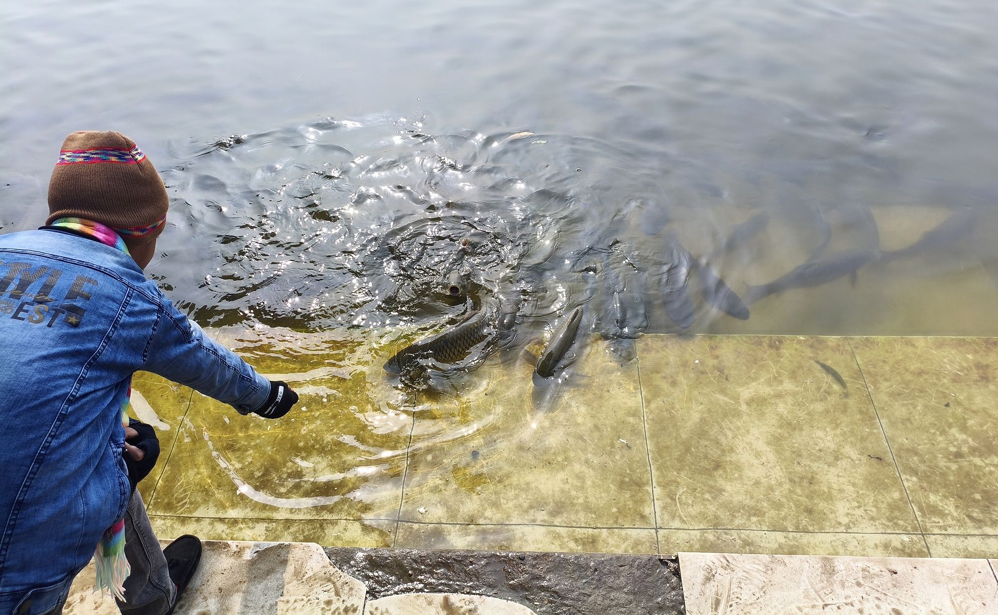 Кормление священных рыб Кормление священных рыб