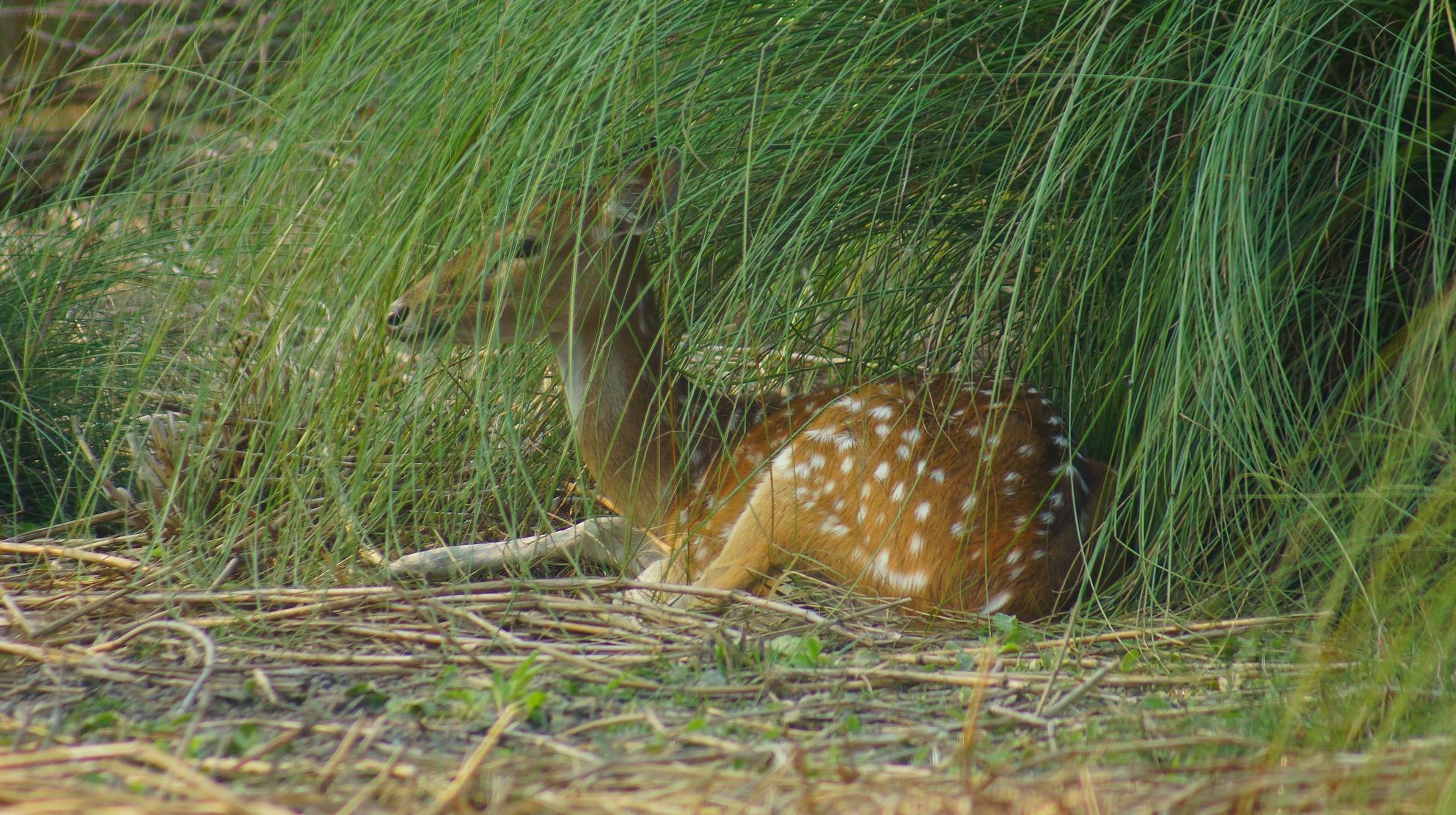 Пятнистый олень